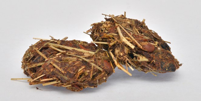 Power_Pflanzerl_Detail